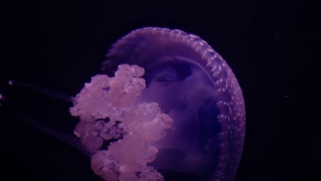 extreme close-up of phyllorhiza punctata showcasing its speckled bell and intricate oral arms in soft purple lighting
