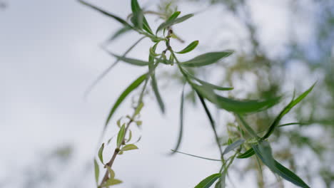 la rama del árbol florece en el bosque cálido de primavera contra el cielo nublado blanco en primer plano.