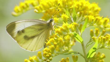 pieris brassicae, the large white butterfly, also called cabbage butterfly. large white is common throughout europe, north africa and asia often in agricultural areas, meadows and parkland.