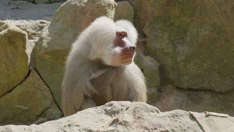 a hamadryas baboon sits among sunlit rocks in a desert environment, engaging in grooming and alert observation. static camera, natural daylight