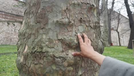 hand touching tree bark