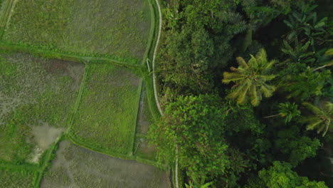 Vista-Aérea-Arrozales-Drones-Volando-Sobre-Terrazas-De-Arroz-Tierras-Agrícolas-Granjas-De-Cultivos-De-Asia-Rural-4k