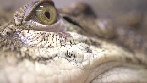 saltwater crocodile racking focus macro details from back to eye to teeth