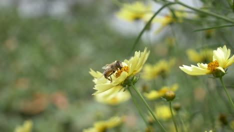 Close-up-shot-of-a-honey-bee-gathering-pollen-from-a-wild-yellow-alpine-flower