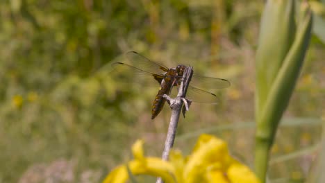 Telephoto-closeup-of-a-dragonfly-landing-on-a-plant-in-slow-motion