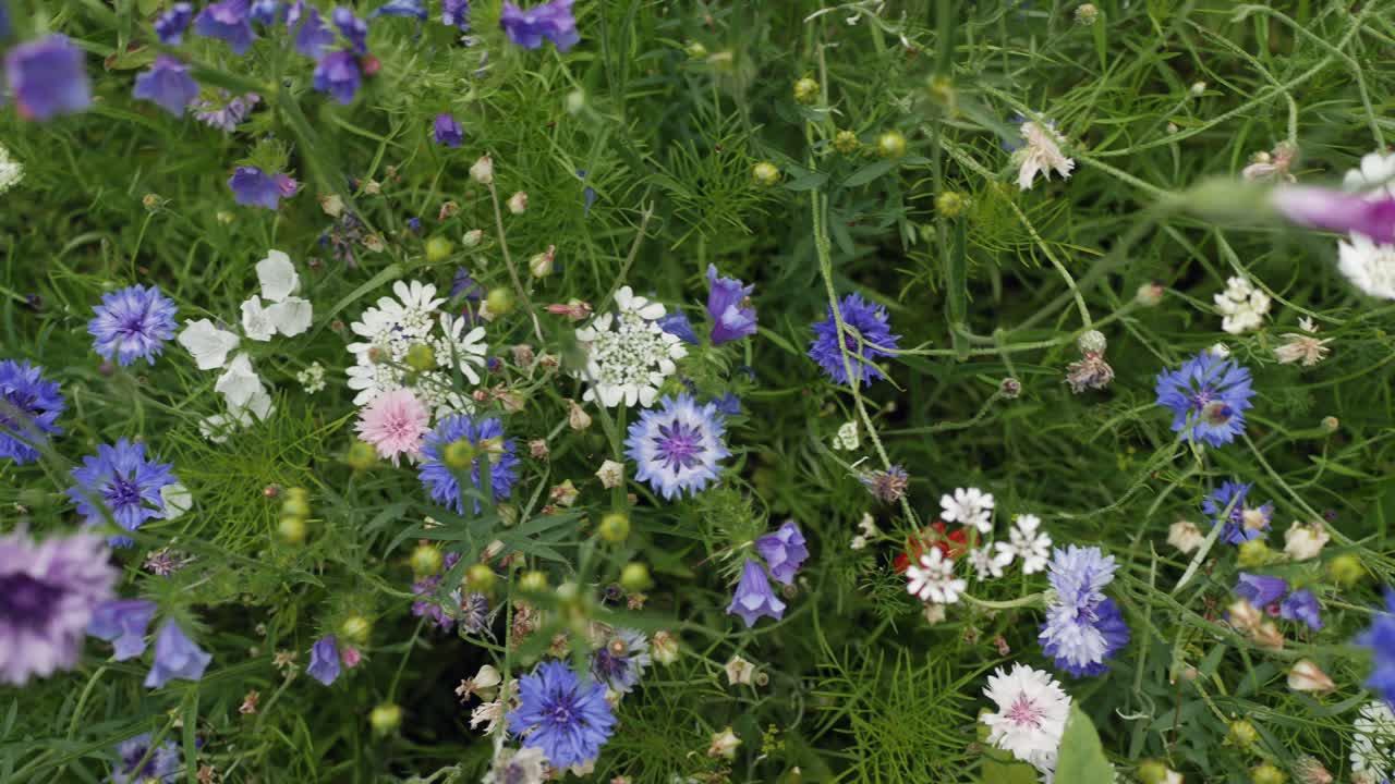 flores silvestres y coloridas en el prado, vista superior, tiro de carro