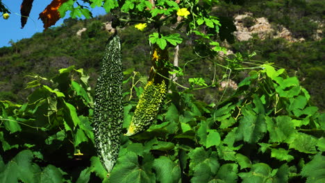 Bitter-Gourd-hanging-in-plant