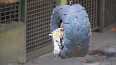 Coati-or-coatimundi-playing-and-swinging-in-car-tire