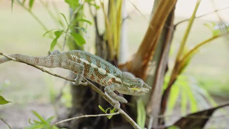 Chameleon-moving-on-mallet-n-the-natural-forest