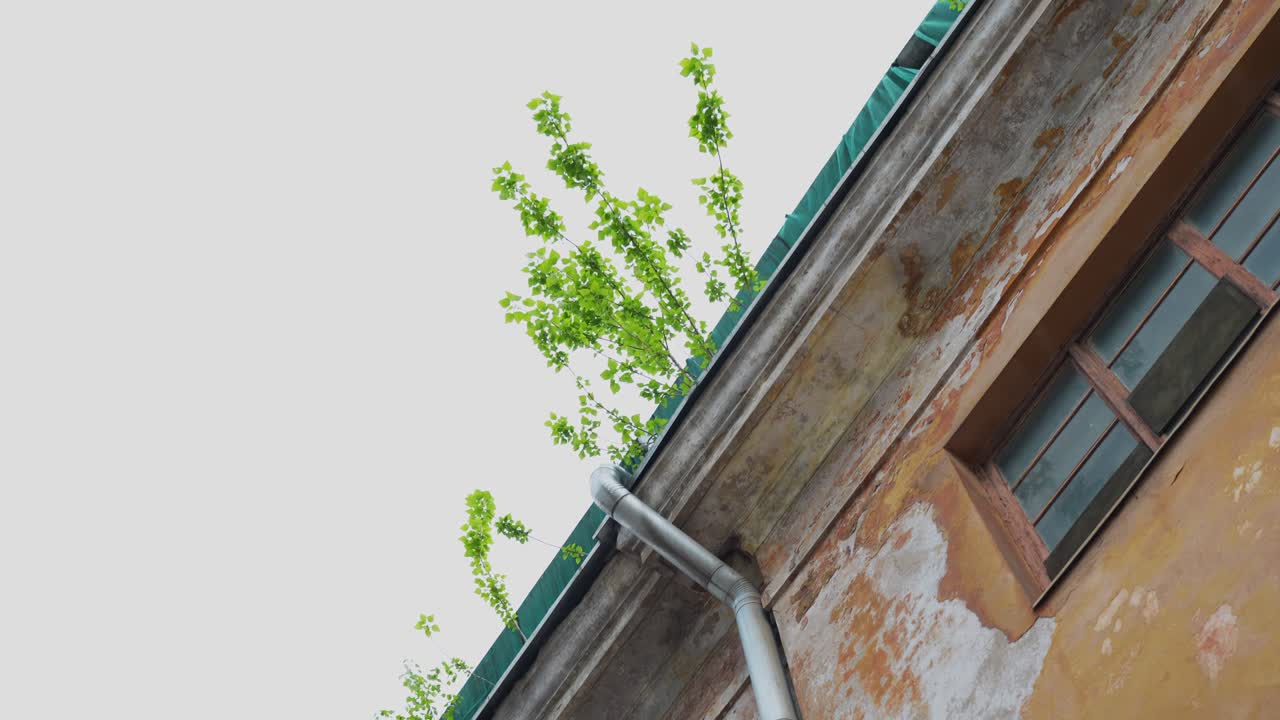 Historical derelict building with growing tree siblings on top, motion view