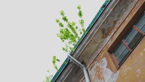 Historical-derelict-building-with-growing-tree-siblings-on-top,-motion-view