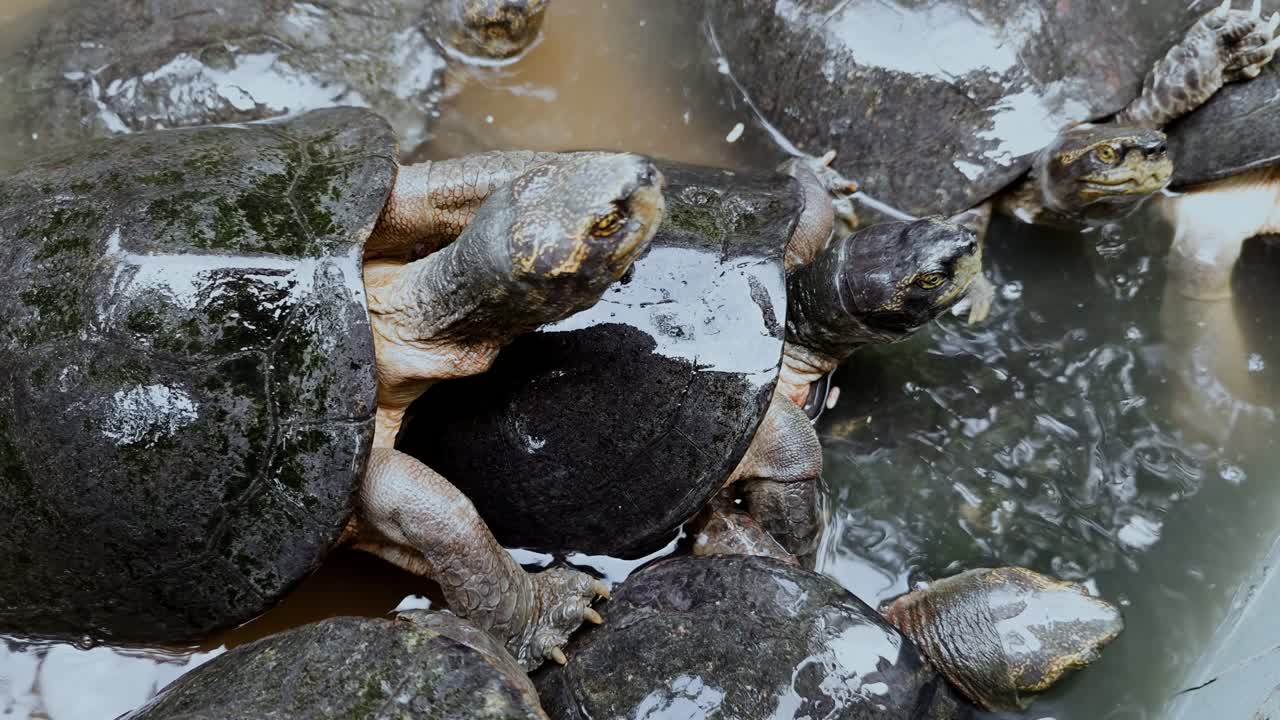 Un sereno raduno di tartarughe nel loro habitat naturale che mostra la fauna selvatica in un ambiente acquatico.