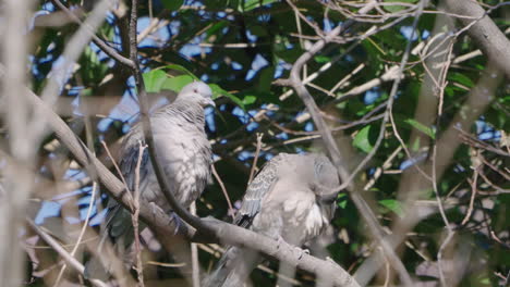 Un-Par-De-Palomas-Persiguiendo-Y-Limpiando-Plumas-En-La-Rama-Del-árbol---Disparo-En-ángulo-Bajo