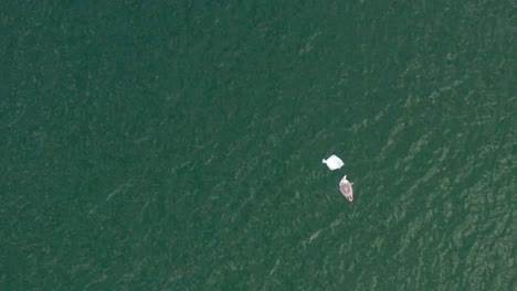 AERIAL:-Top-Shot-of-Seagull-Eating-Dead-Plaice-in-Sea