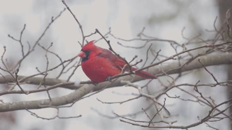 close up of birds on a branch ice and snow winter day