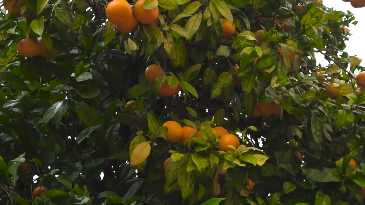 Vista diurna nitida di una pianta di agrumi carica di frutti che cresce in una strada di Lisbona, che mostra prodotti freschi e una vegetazione lussureggiante in un ambiente urbano