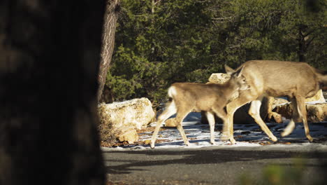 Group-Of-Elks-Walking-Past-On-Road-Viewed-Behind-Tree-At-Mather-Campground