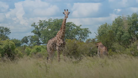 giraffes in african savanna
