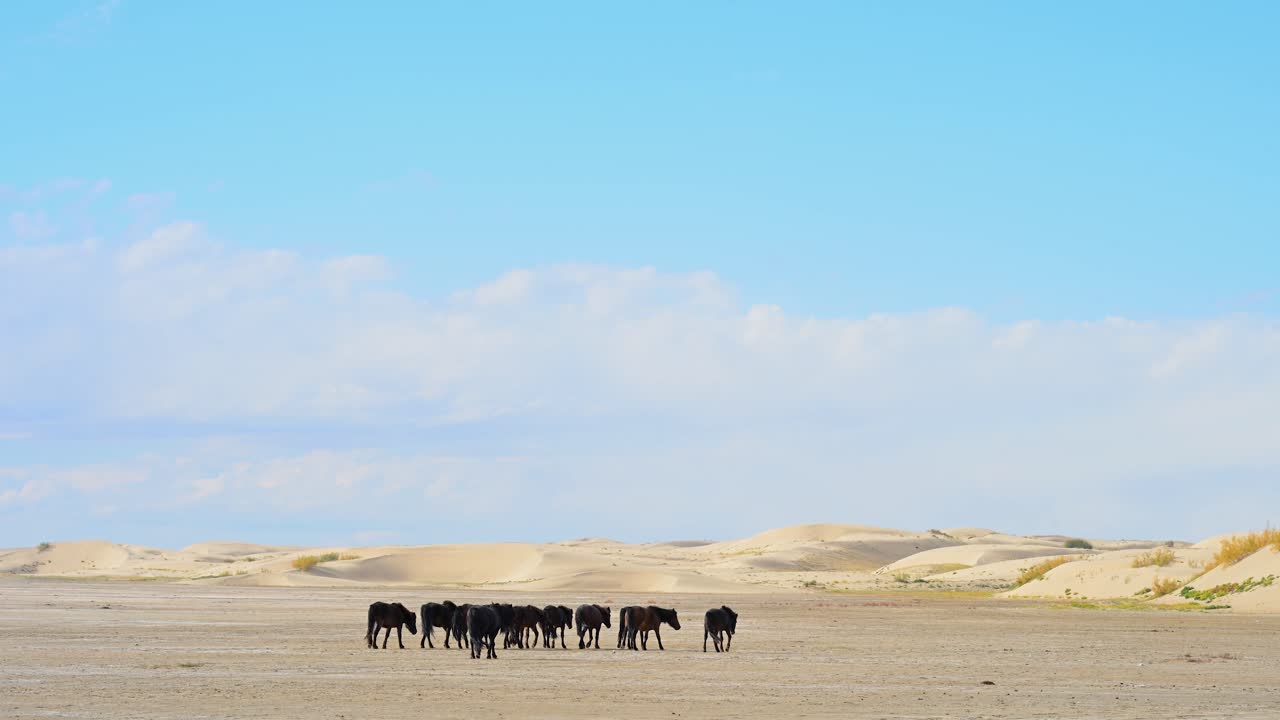A herd of wild horses roams the barren plains of the Durgun Nuur desert in remote Mongolia. A powerful symbol of freedom and untouched nature in the vast wilderness