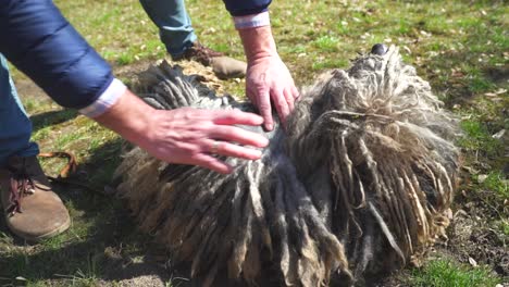 manos de hombre separando el pelo largo de un perro puli de pura raza, en un jardín