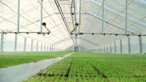 watering equipment in work. irrigating plants in modern glass greenhouses