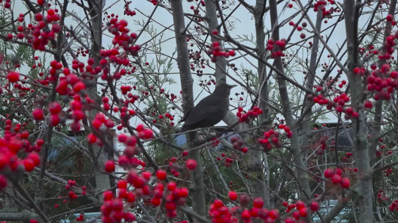Blackbird Perched on a Branch with Red Berries