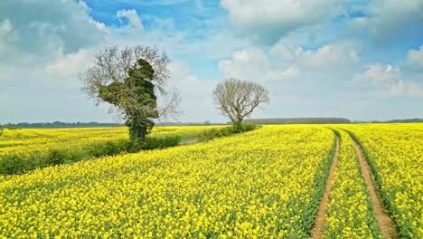 a mesmerizing cinematic drone shot capturing a yellow rapeseed crop in slow motion with a country road and trees in the background