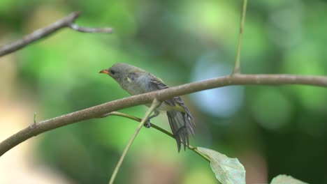 a cute little orange bellied flowerpecker bird is sunbathing and exercising, moving its body with its wing stretched left and right