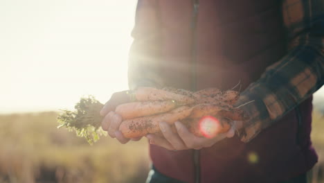 Farmer, hands and carrots for farming