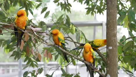 Sun-Conure-Parrots-Perched-In-A-Row-On-Tree-Branch