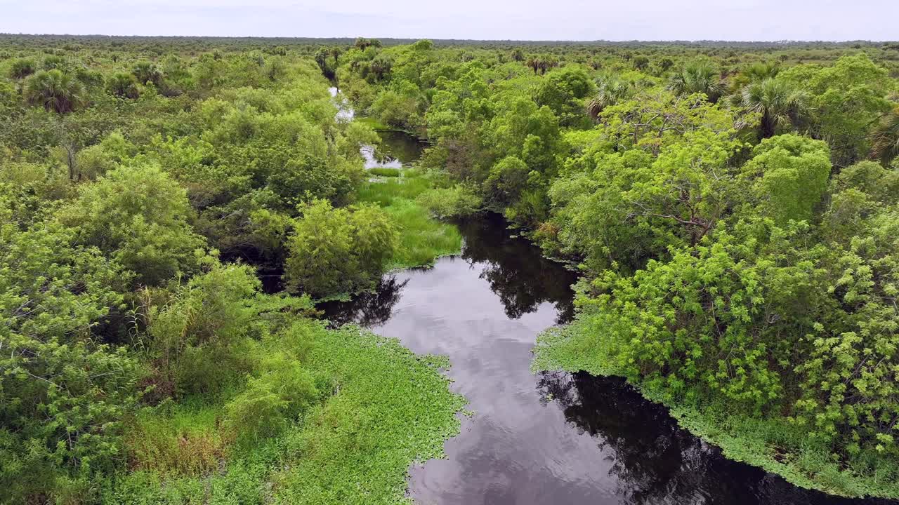 Drone footage of the Florida Everglades, showcasing dense greenery, winding waterways, and a lush, natural landscape, highlighting the region’s unique ecosystem