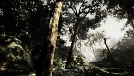 exploring a mystical forest under soft morning light in enchanting surroundings