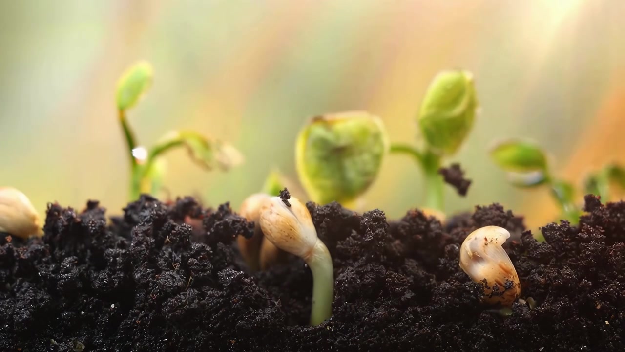 Time-lapse in primo piano di semi che germogliano in piantine