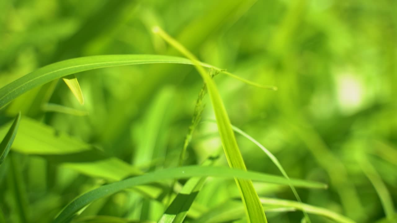 cámara moviéndose a través de la hierba verde fresca en las luces del amanecer