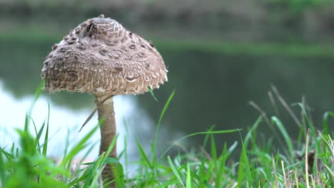 macrolepiota procera, hongo sobre hierba verde en otoño, con agua en el fondo