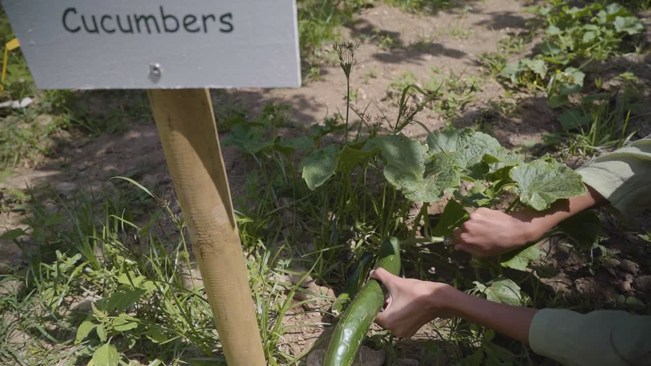 Young Woman Hands Harvesting a Cucumber from the Soil, Slow Motion