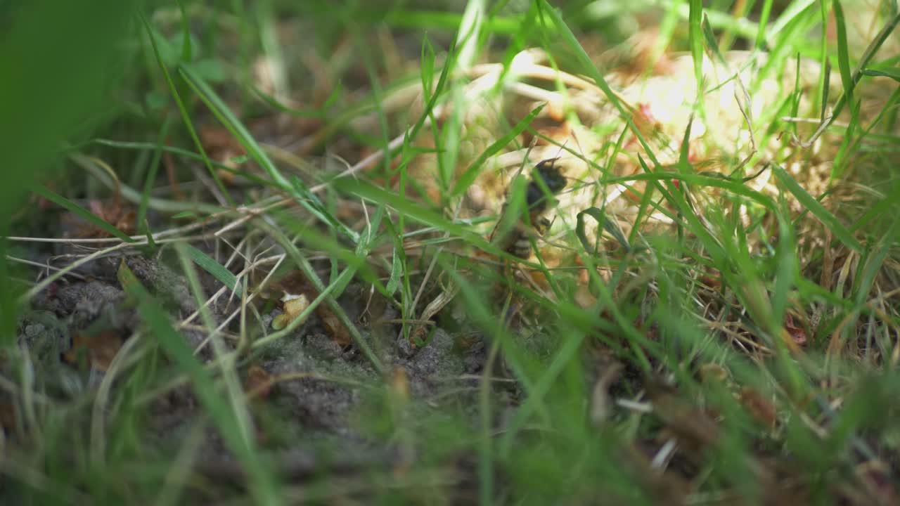 cerca de la abeja de miel solitaria en la hierba alta verde