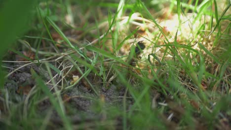 Cerca-De-La-Abeja-De-Miel-Solitaria-En-La-Hierba-Alta-Verde