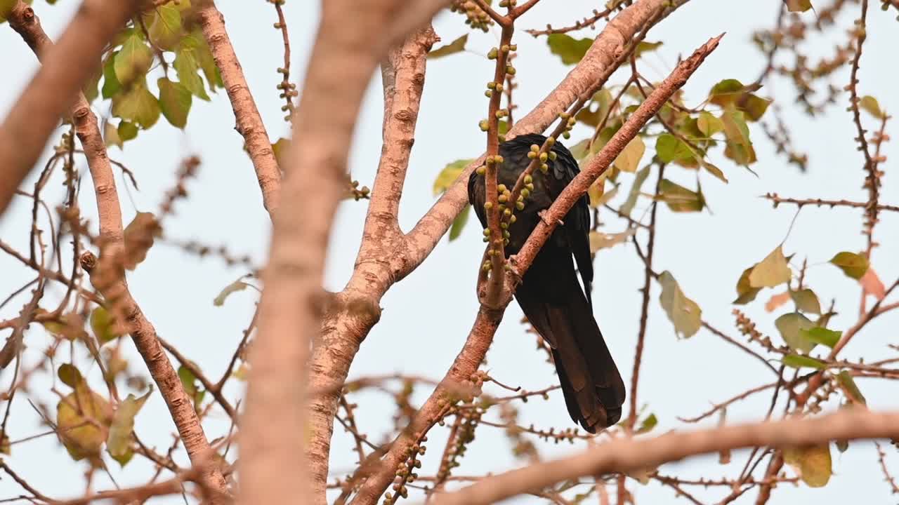 gira la cabeza sobre el hombro hacia la izquierda de su cuerpo y se acicala el ala izquierda, ojo rojo, koel asiático, eudynamys scolopaceus, macho, tailandia