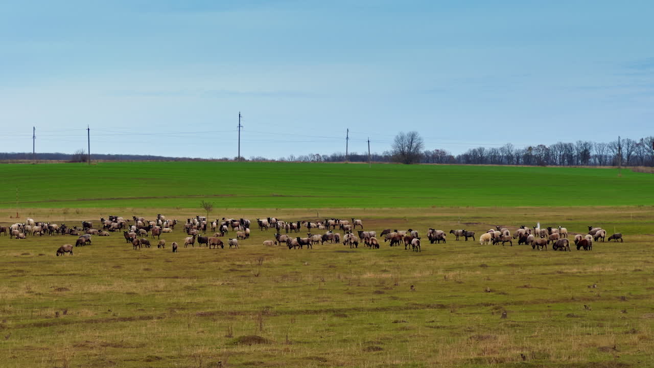 Multiple sheep stand in the bare field at daytime. Large flock of livestock on pasture.