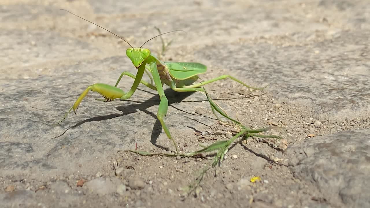 Primo piano della mantide religiosa che si muove su un marciapiede.