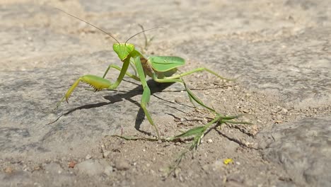 Cerca-De-La-Mantis-Religiosa-Moviéndose-En-Una-Calle-Pavimentada