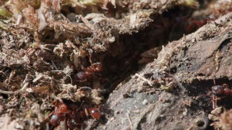 macro colonia de hormigas obreras rojas entrando y saliendo de su nido en cámara lenta