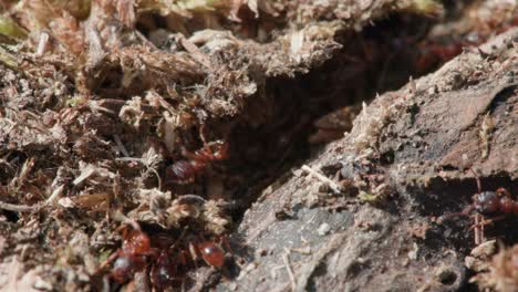 macro colony of red worker ants moving in and out of their nest slow motion