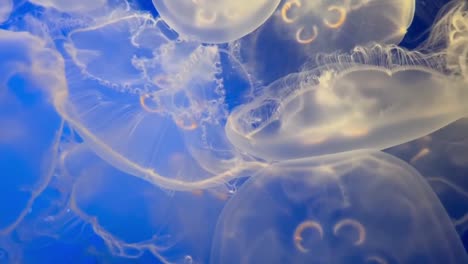 moon jellyfish . underwater footage in hd