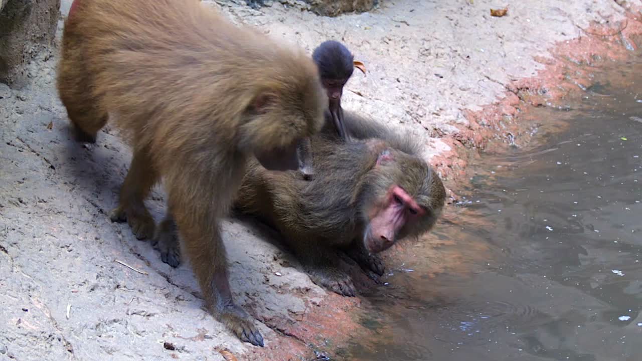una familia de babuinos bebiendo junto al borde del río, clip de cámara lenta