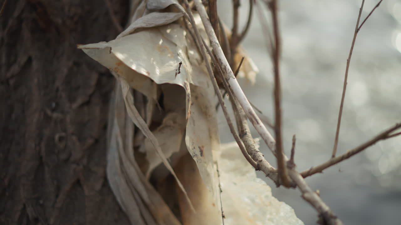 Close-up of weathered plastic waste tangled in tree branches near river, showing signs of dirt and decay, representing environmental pollution, human impact, and ecological damage in natural outdoor