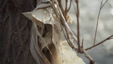close-up of weathered plastic waste tangled in tree branches near river, showing signs of dirt and decay, representing environmental pollution, human impact, and ecological damage in natural outdoor