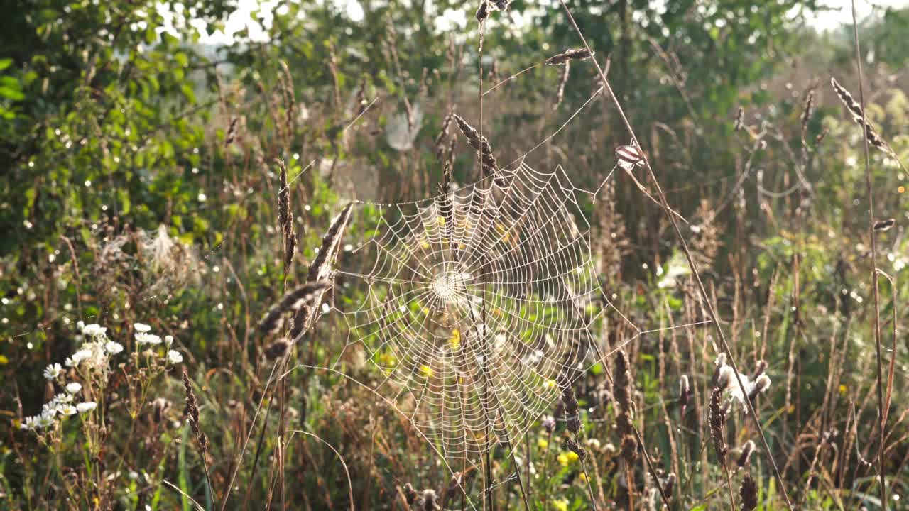 아침 에 이슬 이 있는 거미줄