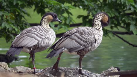 couple of grey geese resting on rocky shore of lake in nature